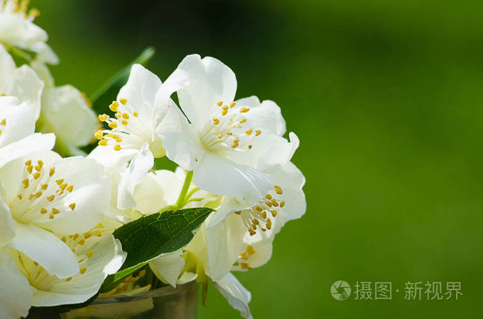 春天清新的空气中一支芬芳的白色茉莉花