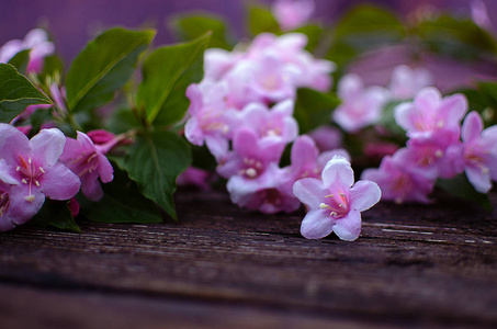 粉红色的花在树枝上，叶子在春天生长