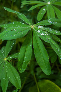 雨滴在植物叶子上