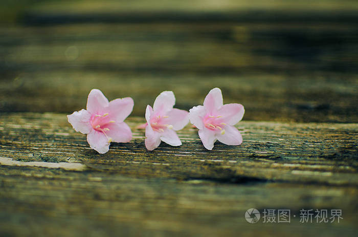 粉红色的花在树枝上叶子在春天生长