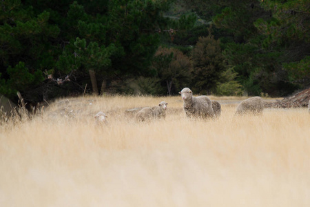 一群羊在草地上放松。 绵羊养殖是新西兰的一个重要产业。