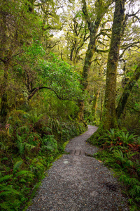 玛丽安瀑布湖赛道位于菲尔德兰国家公园密尔福德声音新西兰
