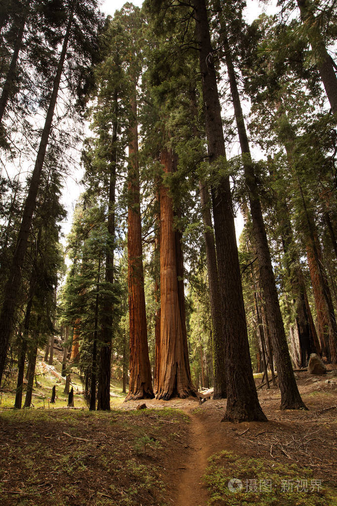 美国加州红杉国家公园日落