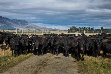 新西兰牧场上一群黑牛图片