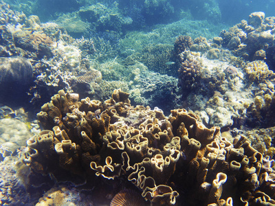 阳光下的棕色珊瑚。 异国情调的海岛海岸。 热带海滨景观水下照片。 珊瑚礁动物。 海洋自然。 珊瑚中的海鱼。 海底海洋生物观。 珊