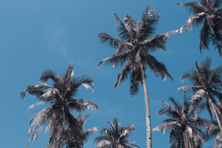 可可棕榈树热带景观。 棕榈摩天大楼复古色调照片。 异国风情岛度假横幅模板与文本地方。 棕榈树和蓝天背景。 热带绿色植物。 棕榈叶
