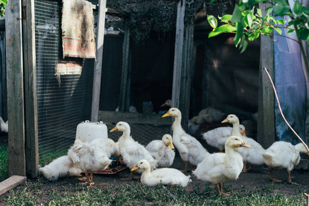 许多家养的小鸭子在农场的绿草上散步。 经济