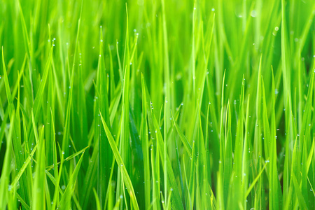 稻田水稻绿叶的水滴