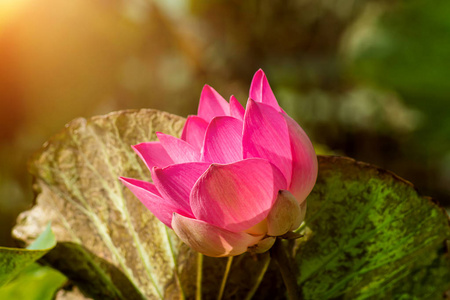 用阳光关闭粉红色莲花盛开莲花。