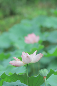 香港夏季荷花