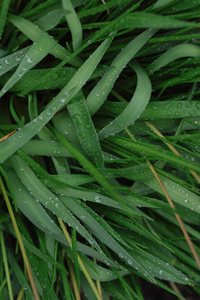 雨后的绿色植物，叶子上有大滴水。