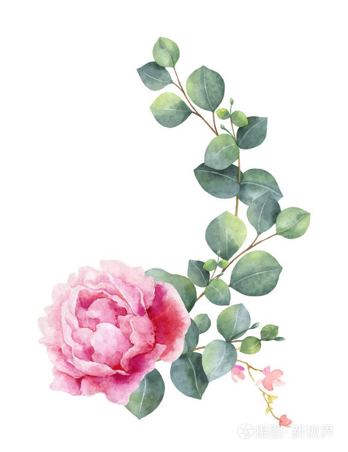 牡丹花绿叶水彩矢量手绘插图