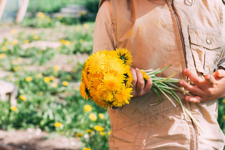 s hands. hands holding a dandelion flowers bouquet in meadow. Se