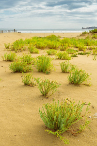 黄沙背景上的野生植物。 美丽的风景。