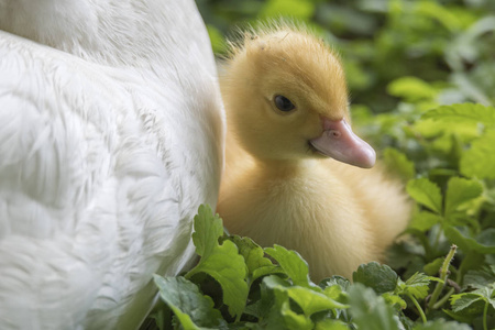 s duckling on grass