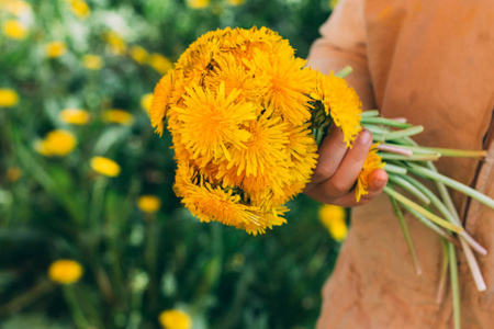 s hands. hands holding a dandelion flowers bouquet in meadow. Se