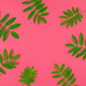 创意平面布局顶部视图模式与新鲜绿色罗旺树叶在明亮的粉红色方形背景与复制空间在最小的二通流行艺术风格框架模板文本。