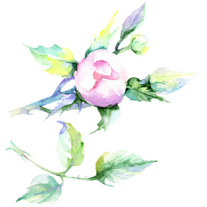 精致的粉红色玫瑰。 花卉植物花。 野生春叶野花隔离。 背景纹理包装图案框架或边框的水花野花。