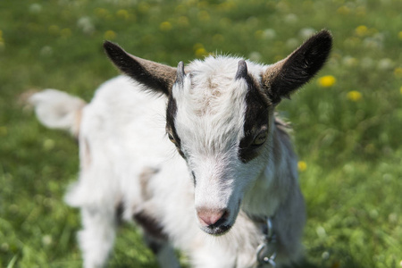 关闭黑色和白色的小山羊在链上反对草花的背景。白色可笑的孩子在农场上放牧, 在绿色的草地上。动物。农业。牧场