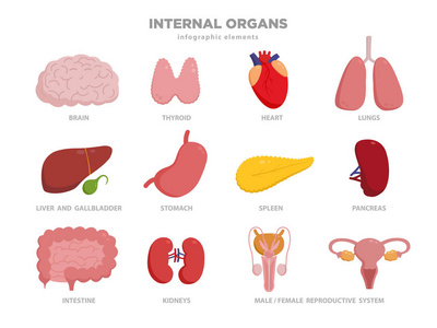 器官图标设置被隔离在白色.