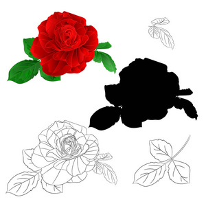 红玫瑰简单茎叶自然和轮廓和轮廓复古白色背景矢量插图可编辑手绘