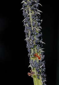 蚂蚁挤奶蓟上的蚜虫或植物虱子