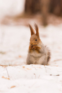 松鼠坐在雪上的后腿上，啃着一颗坚果。 快关门。