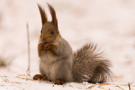 松鼠坐在雪上的后腿上，啃着一颗坚果。 快关门。