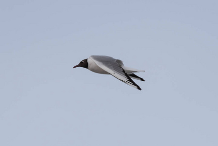 海鸥在飞行中寻找食物。 新西伯利亚地区伯德斯克俄罗斯。