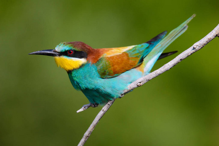 金蜂食者坐在树枝上照片