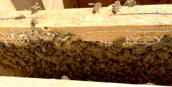 背景六边形纹理，蜡蜂窝从一个蜂箱充满金色蜂蜜。蜂窝宏观摄影包括蜂蜡，黄色甜蜜蜂从蜂巢。蜜蜂蜜蜜
