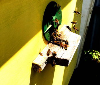 这张照片显示了蜂箱，蜡蜂窝从一个充满金色蜂蜜的蜂箱。蜂窝宏观摄影包括蜂蜡，黄色甜蜜蜂从蜂巢。蜜蜂蜂房的蜂蜜蜜。