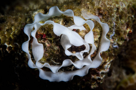 一个裸鳃卵卷已经在印度尼西亚的阿洛尔的珊瑚礁上产卵。这一偏远地区位于珊瑚三角区内，拥有一系列不同寻常的海洋生物多样性。