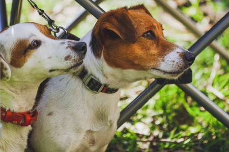 森林公园里美丽的狗杰克罗素猎犬