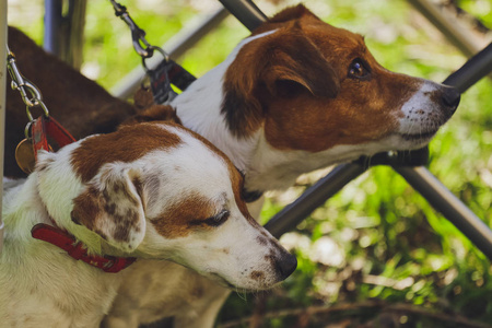 森林公园里美丽的狗杰克罗素猎犬