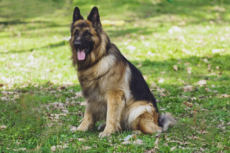 森林公园里美丽的德国牧羊犬