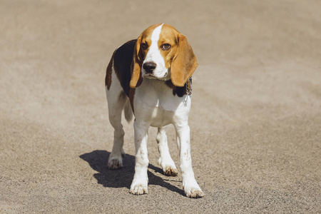 森林公园里漂亮的狗猎犬