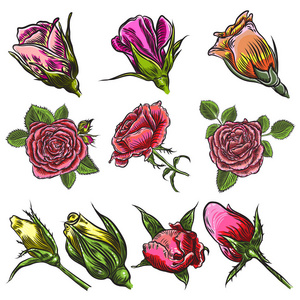 复古花卉详细手绘玫瑰与叶子设置。 维多利亚概念纹身花设计元素收藏。 花束艺术。 孤立在白色背景上。 矢量。