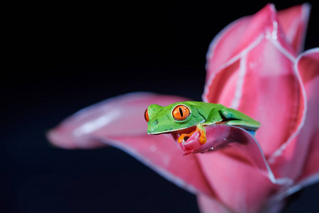 属热带红眼树蛙无毒彩色乔木蛙,有红色的眼睛和脚趾,绿色的身体和蓝色