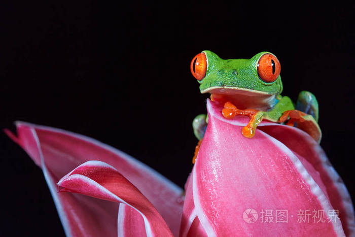 属热带红眼树蛙无毒彩色乔木蛙有红色的眼睛和脚趾绿色的身体和蓝色的