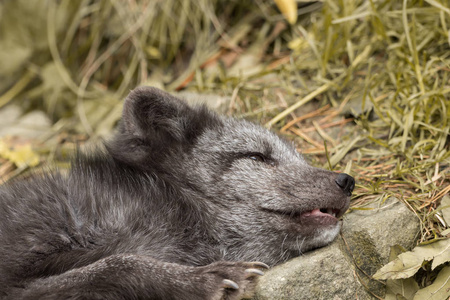 一只年轻的极地狐狸躺在岩石上