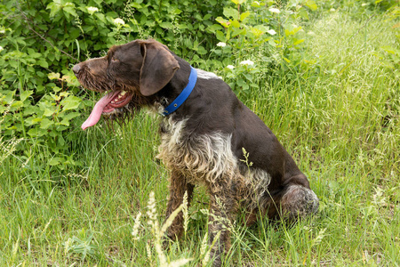 德国狩猎看门狗德拉谢尔美丽的狗肖像夏天