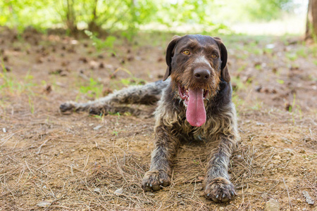 德国狩猎看门狗德拉谢尔美丽的狗肖像夏天