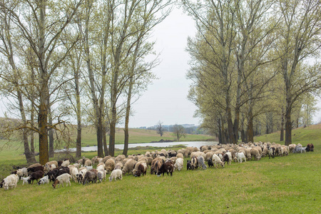 春天，绵羊和山羊在绿草上吃草