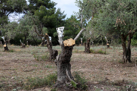 在以色列北部的花园里种老橄榄树