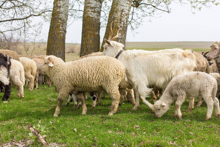 山羊路径春天,绵羊和山羊在绿草上吃草照片