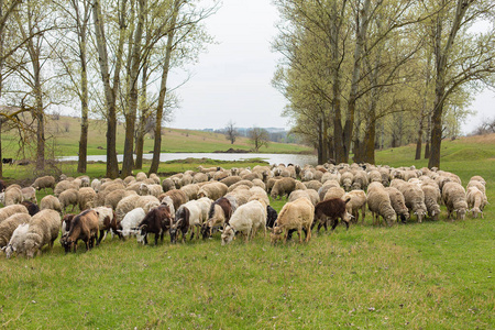 春天，绵羊和山羊在绿草上吃草