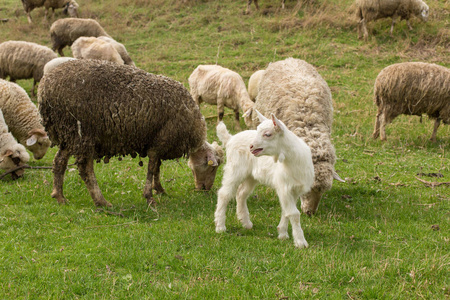 春天,绵羊和山羊在绿草上吃草照片
