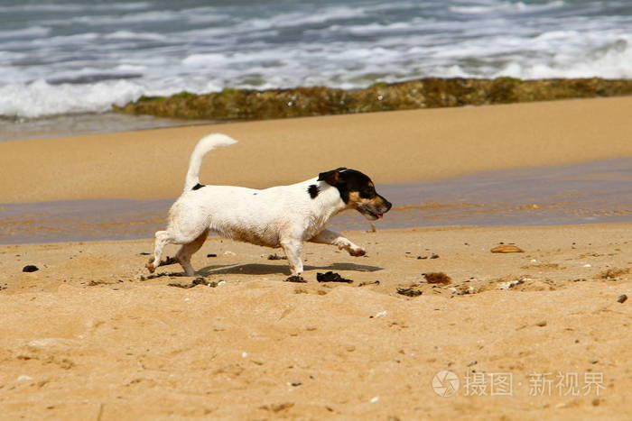 以色列地中海沿岸的一只狗