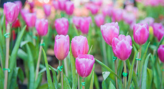粉红色郁金香花的形象。 美丽的郁金香花束。 五颜六色的郁金香。 园艺背景中的郁金香。